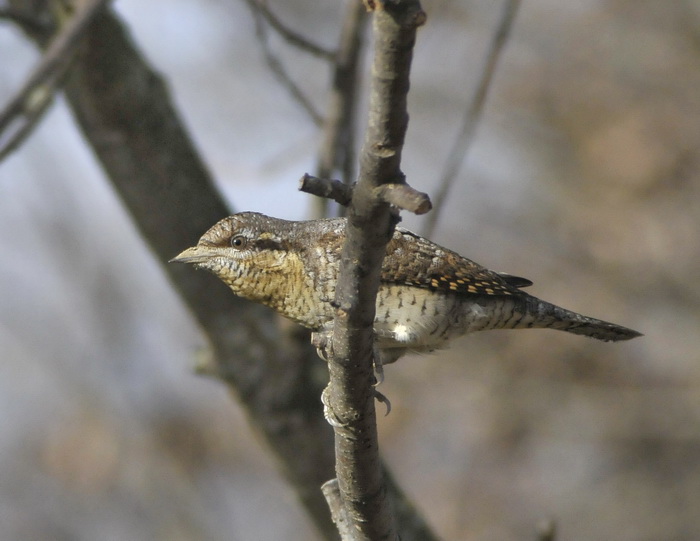 Torcicollo - Jynx torquilla